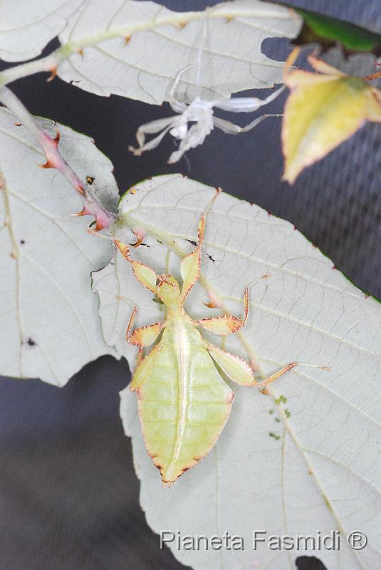 Phyllium siccifolium L2 02.JPG